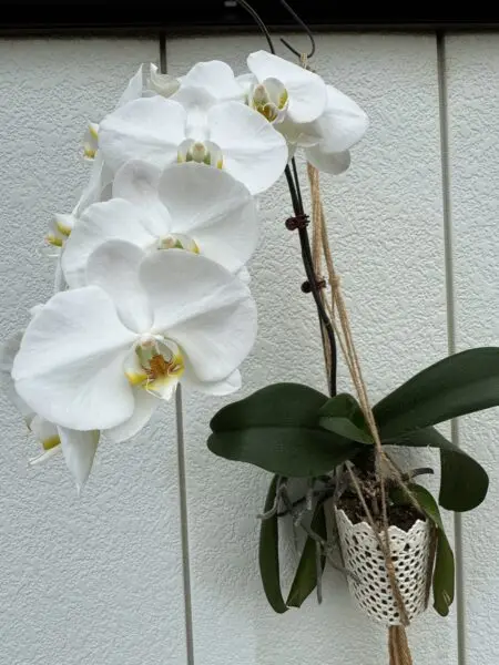 蘭 胡蝶蘭 ラン