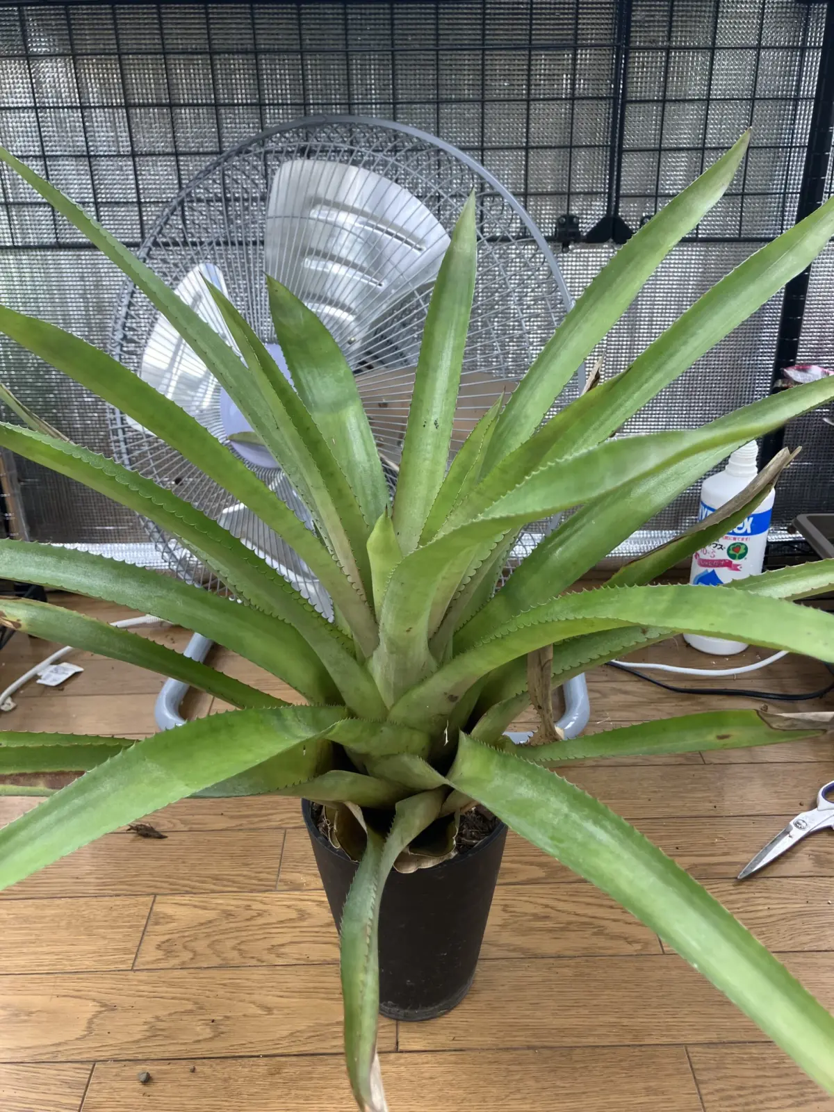 エクメア　フルステンベルギー