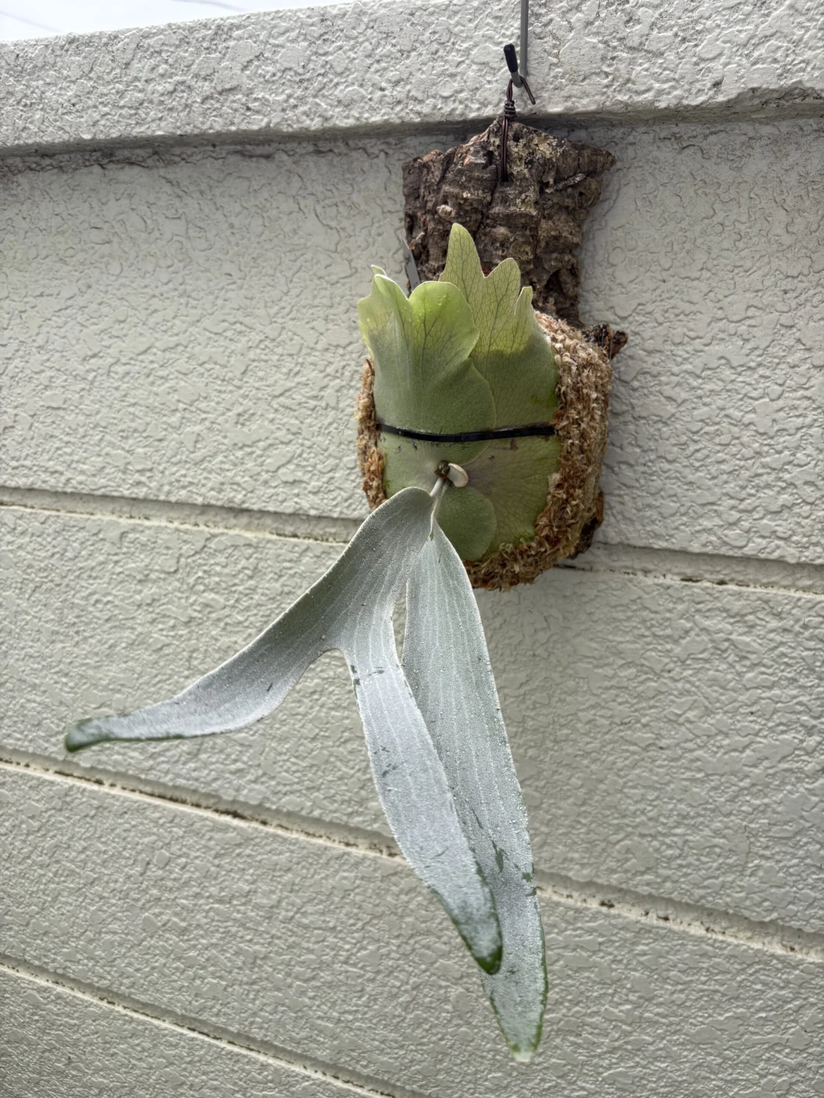 ビカクシダ オモ　ＯＭＯ ビカクシダ OMO オモ – Plants Navi