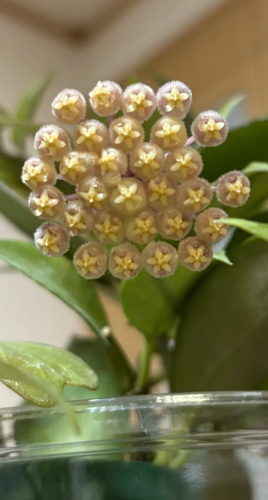 ホヤ/オブスクラ