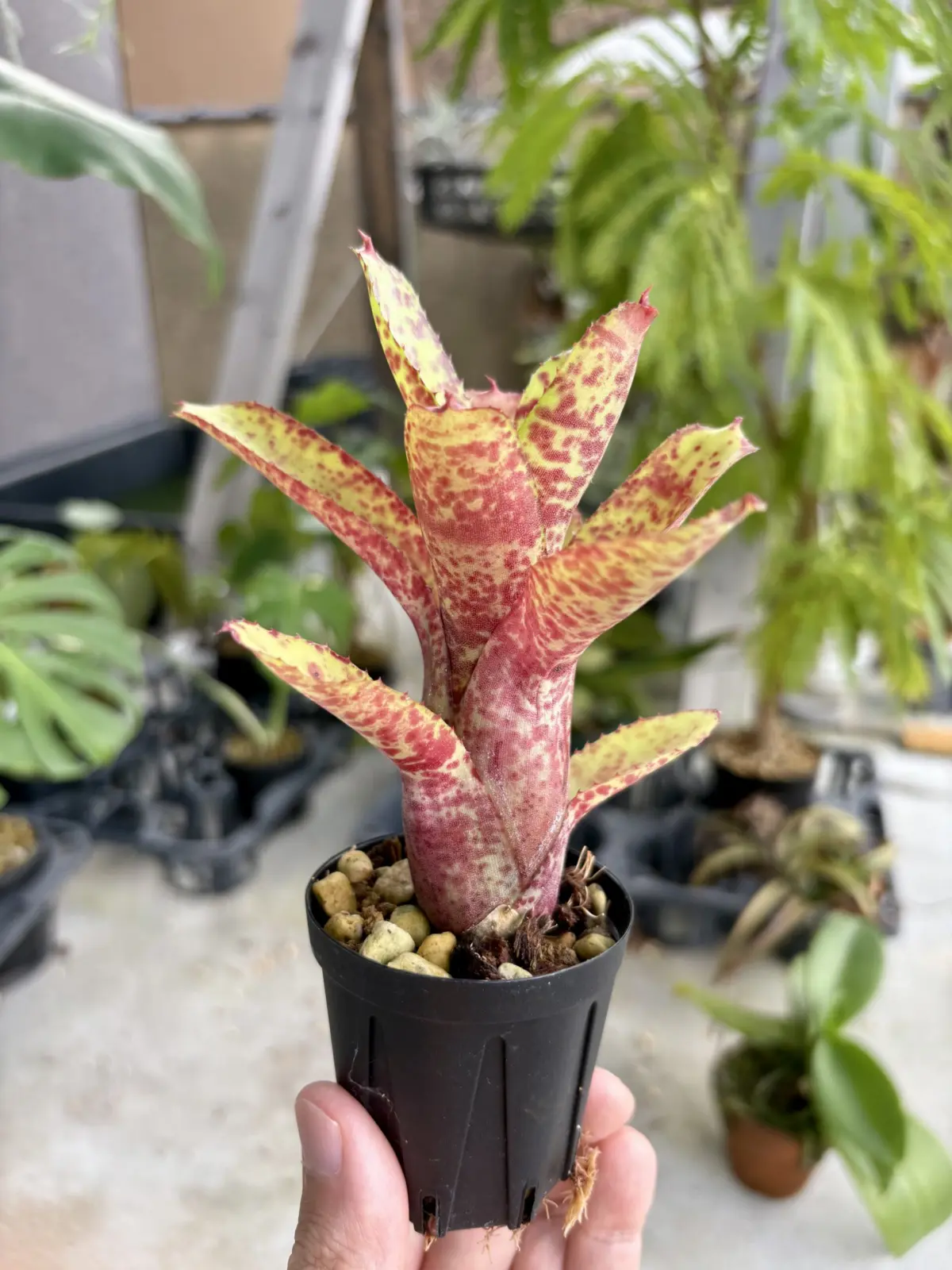 ネオレゲリア　オーストラリアンペッパー