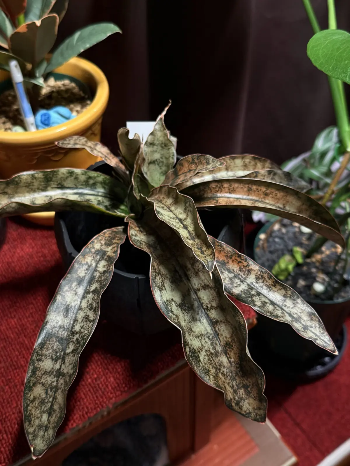 サンセベリア キルキーコパトーン