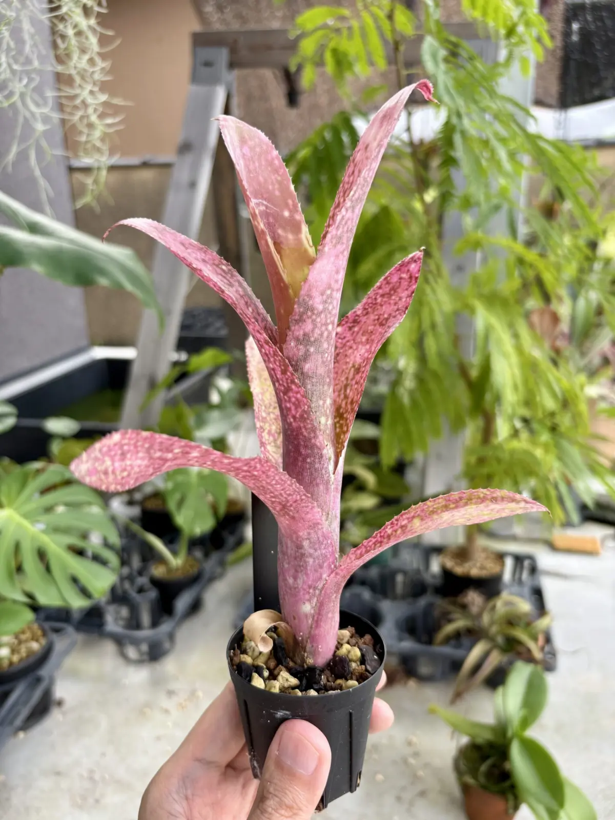 ビルベルギア フラアウワナ