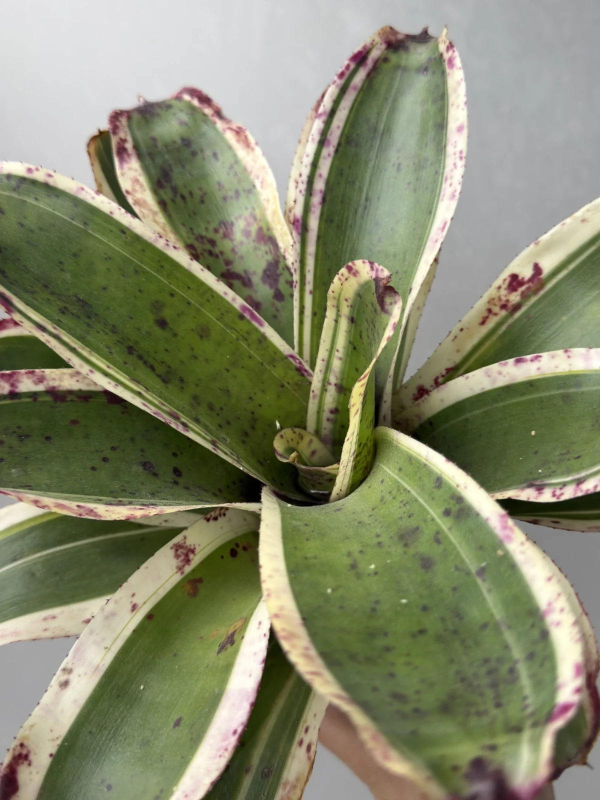 ネオレゲリア ブルーベリーバックル