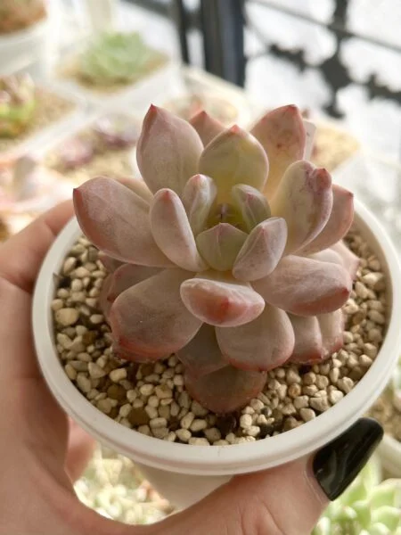 多肉植物 エケベリア モンロー