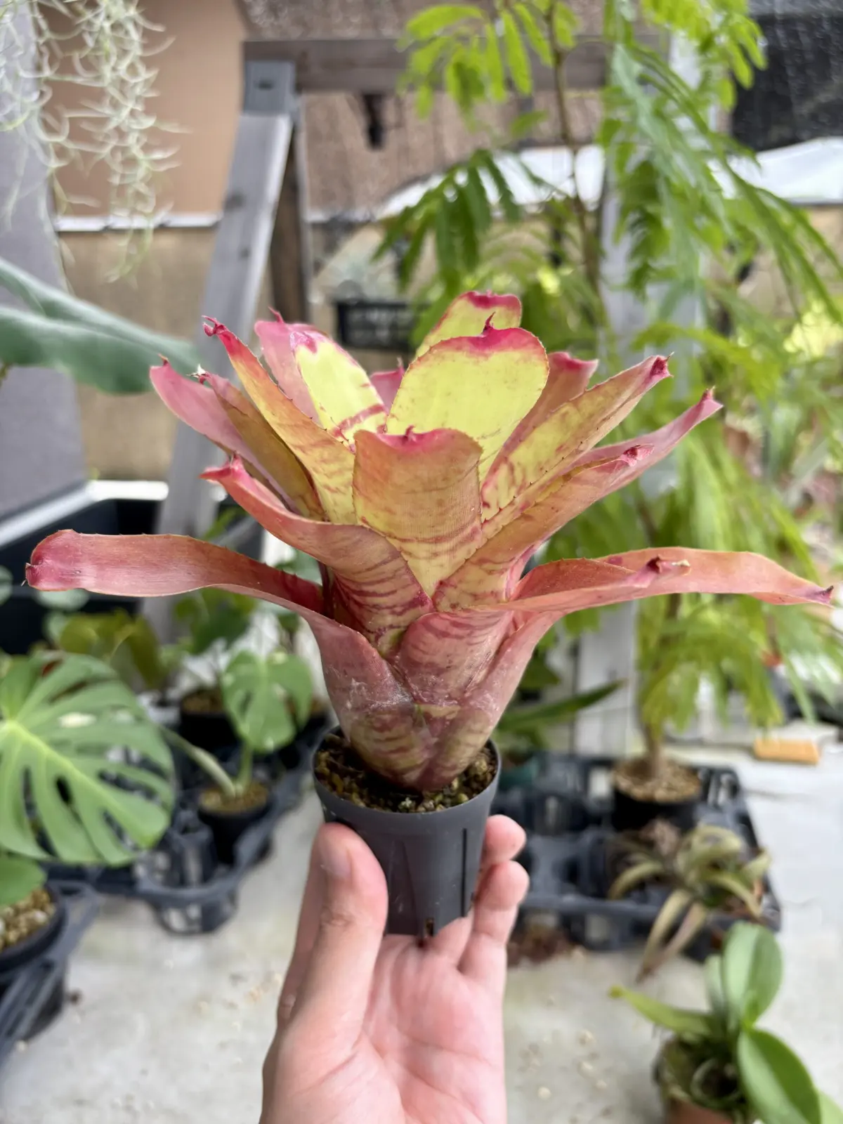 ネオレゲリア　フィッシュネット　① 横から