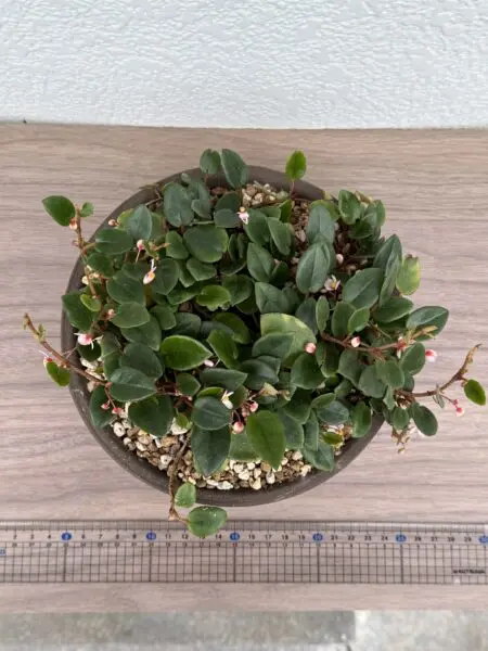 ベゴニア シェルツェイ 花
