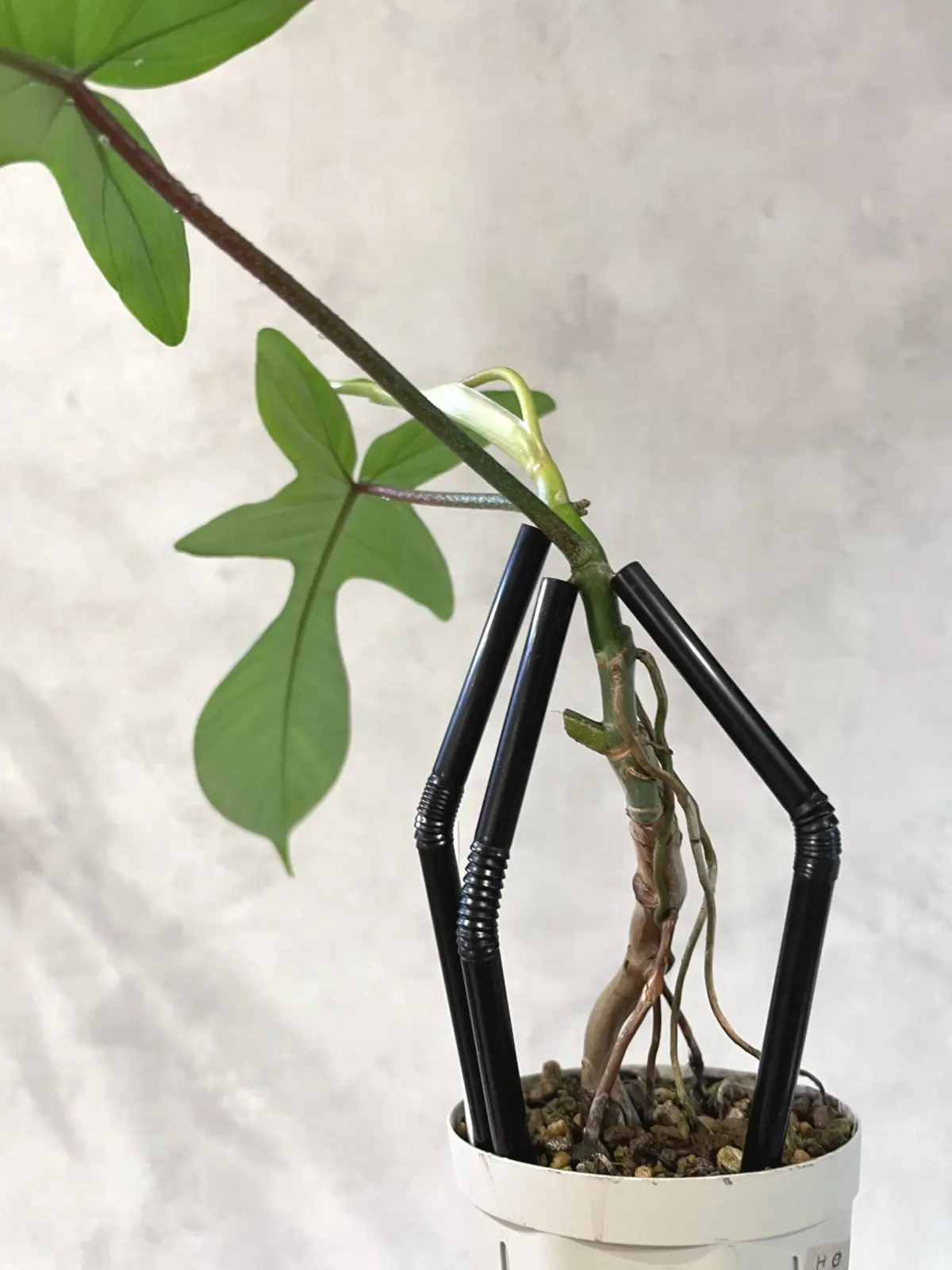 フィロデンドロン　フロリダ　パルテノン仕立て