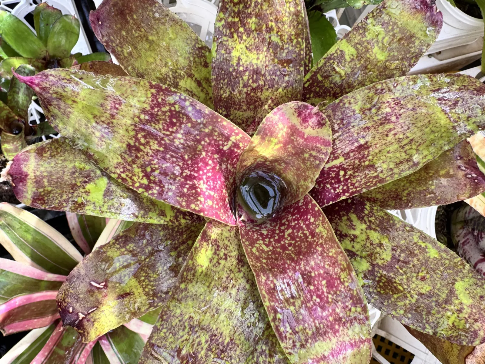 ネオレゲリア　クリンギト　キリンギト