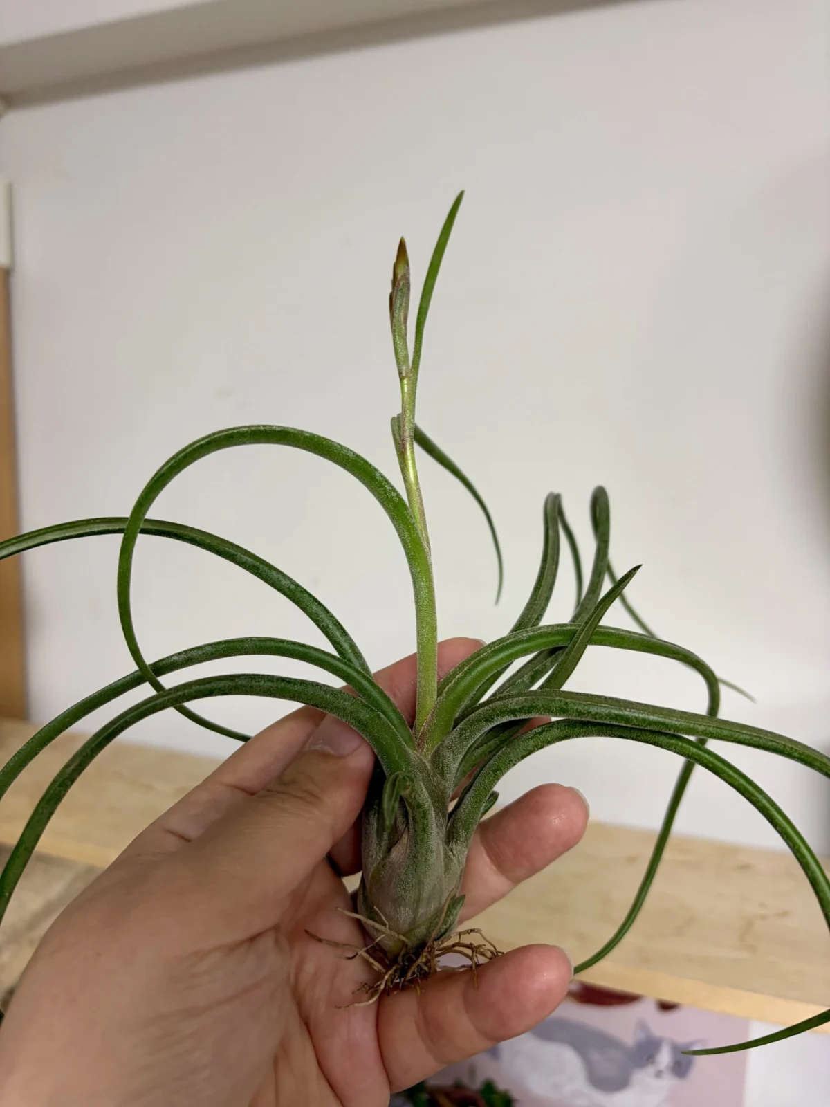 ティランジア　品種不明