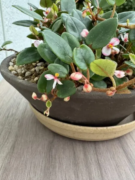 ベゴニア シェルツェイ 花