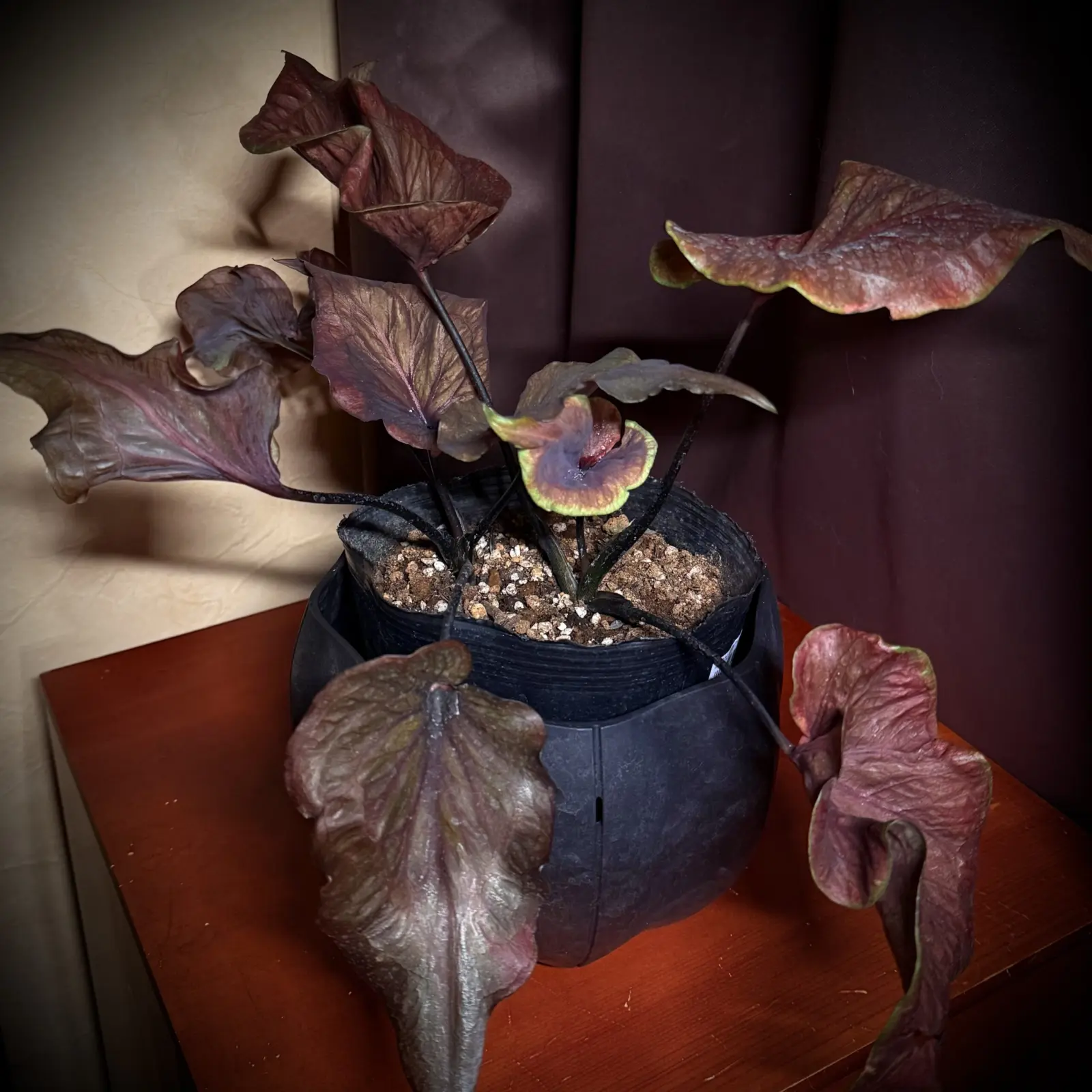 カラジウム ブラックナイト