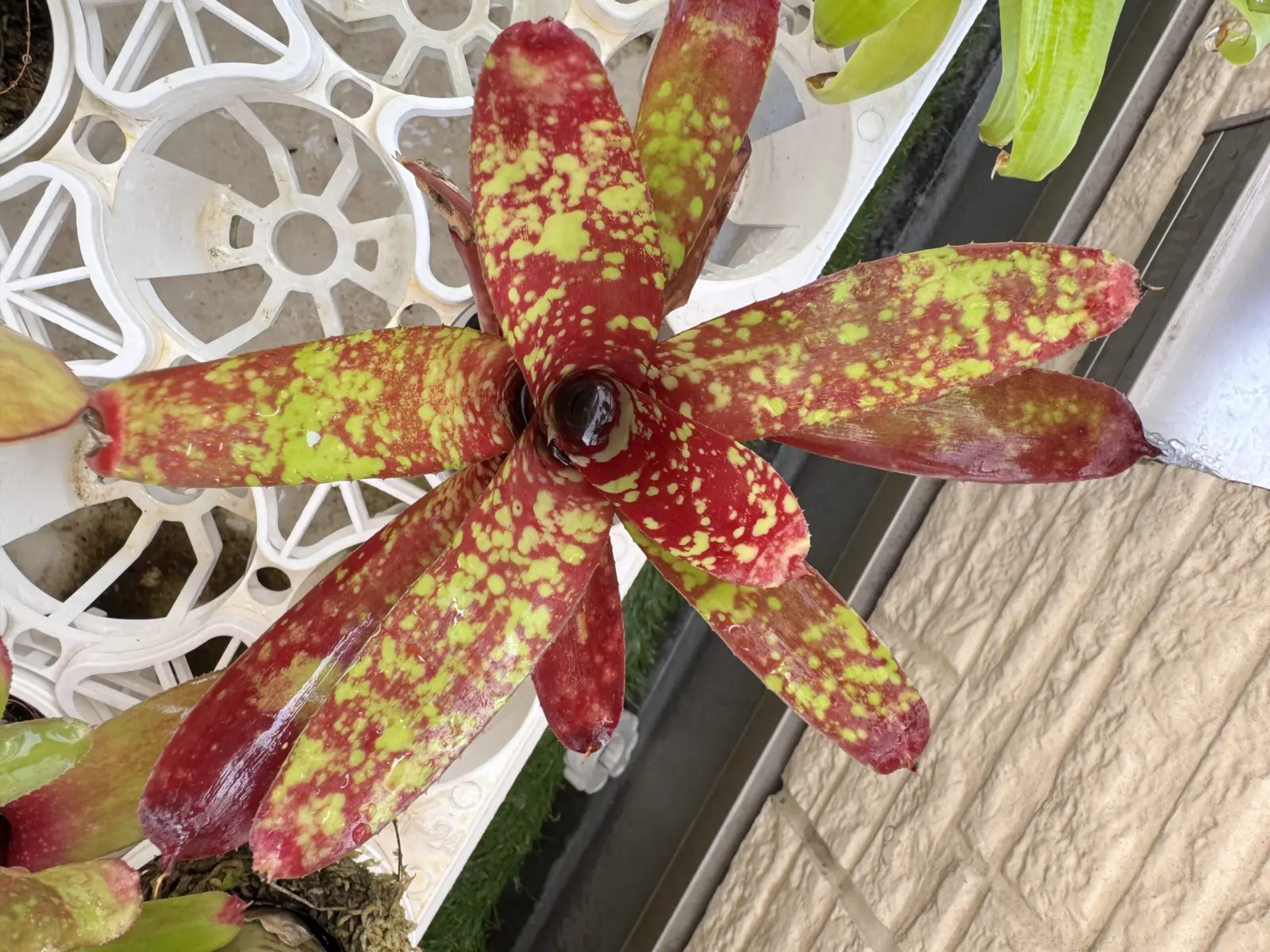 ネオレゲリア　フルサークル