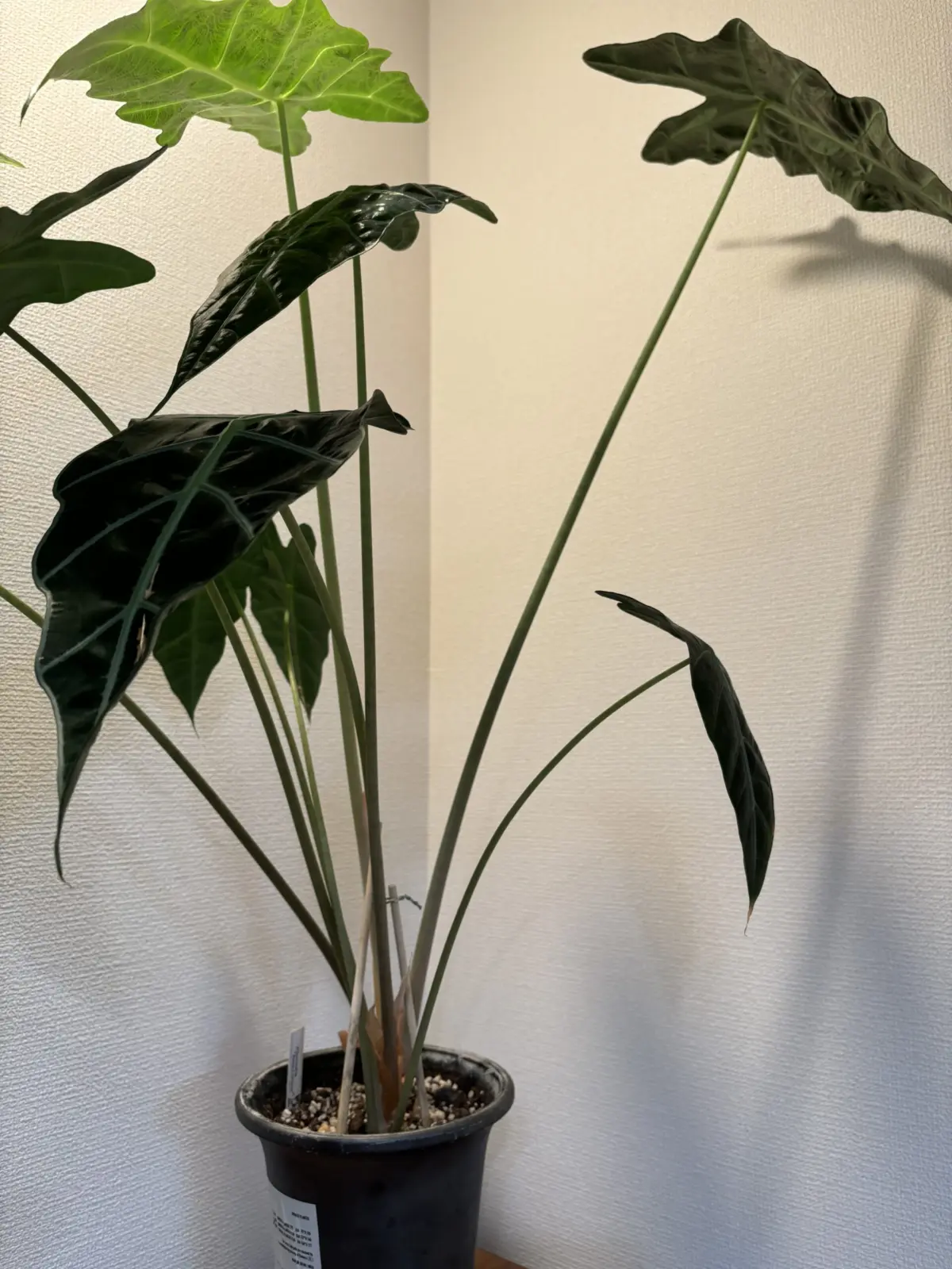 アロカシア　アマゾニカ