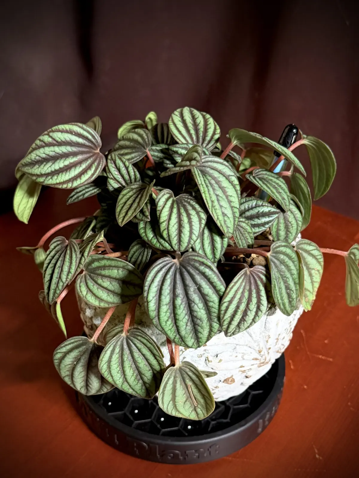 ペペロミア　ペッパーミル