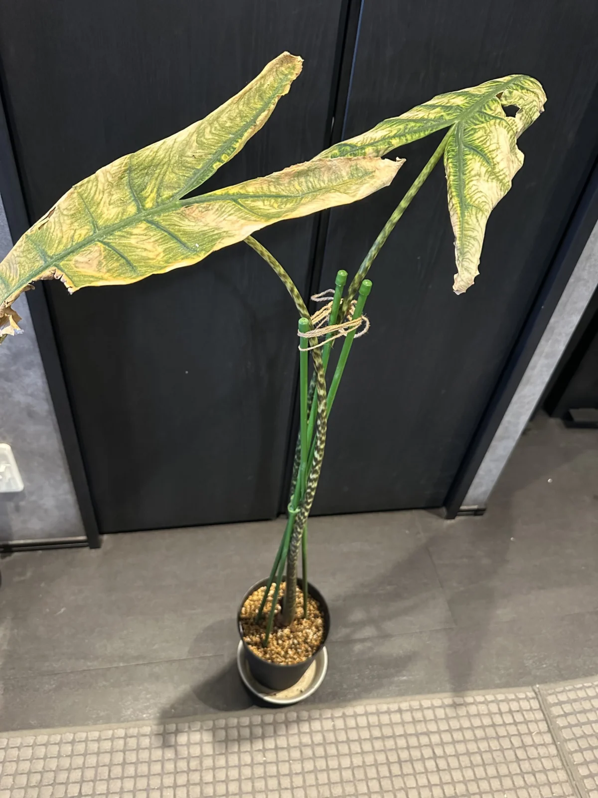 アロカシア レティクラータ