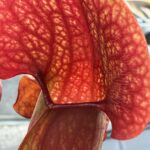 5maru1_PGのアバター