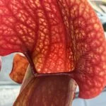 5マル1_IGのアバター