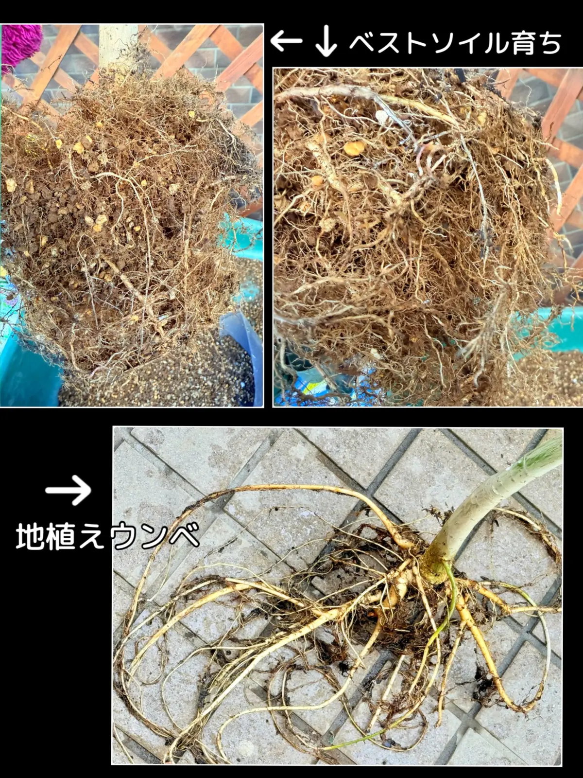 フィカス ウンベラータ 用土別 根っこの比較