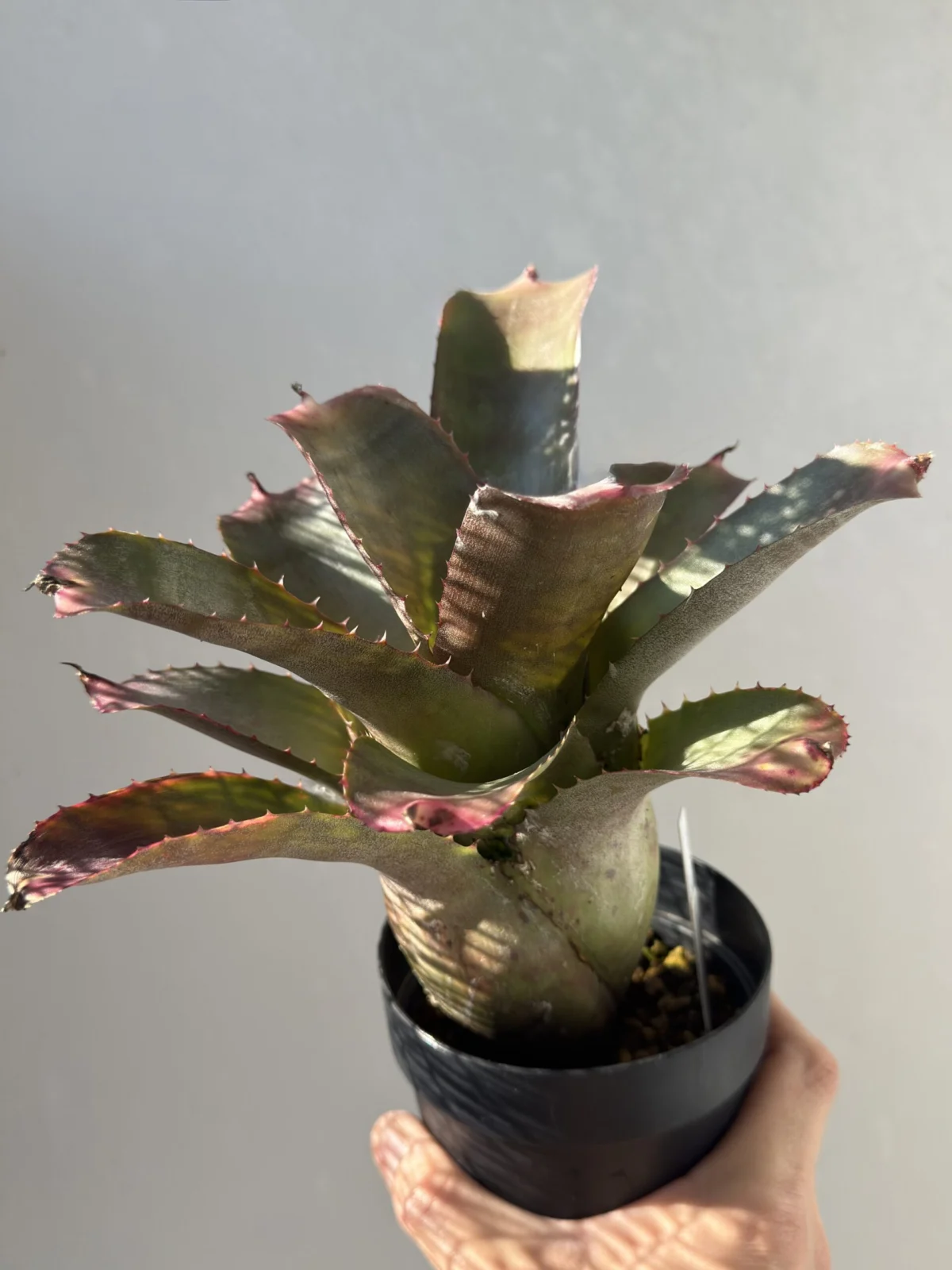 ネオレゲリア セリバー セリバ