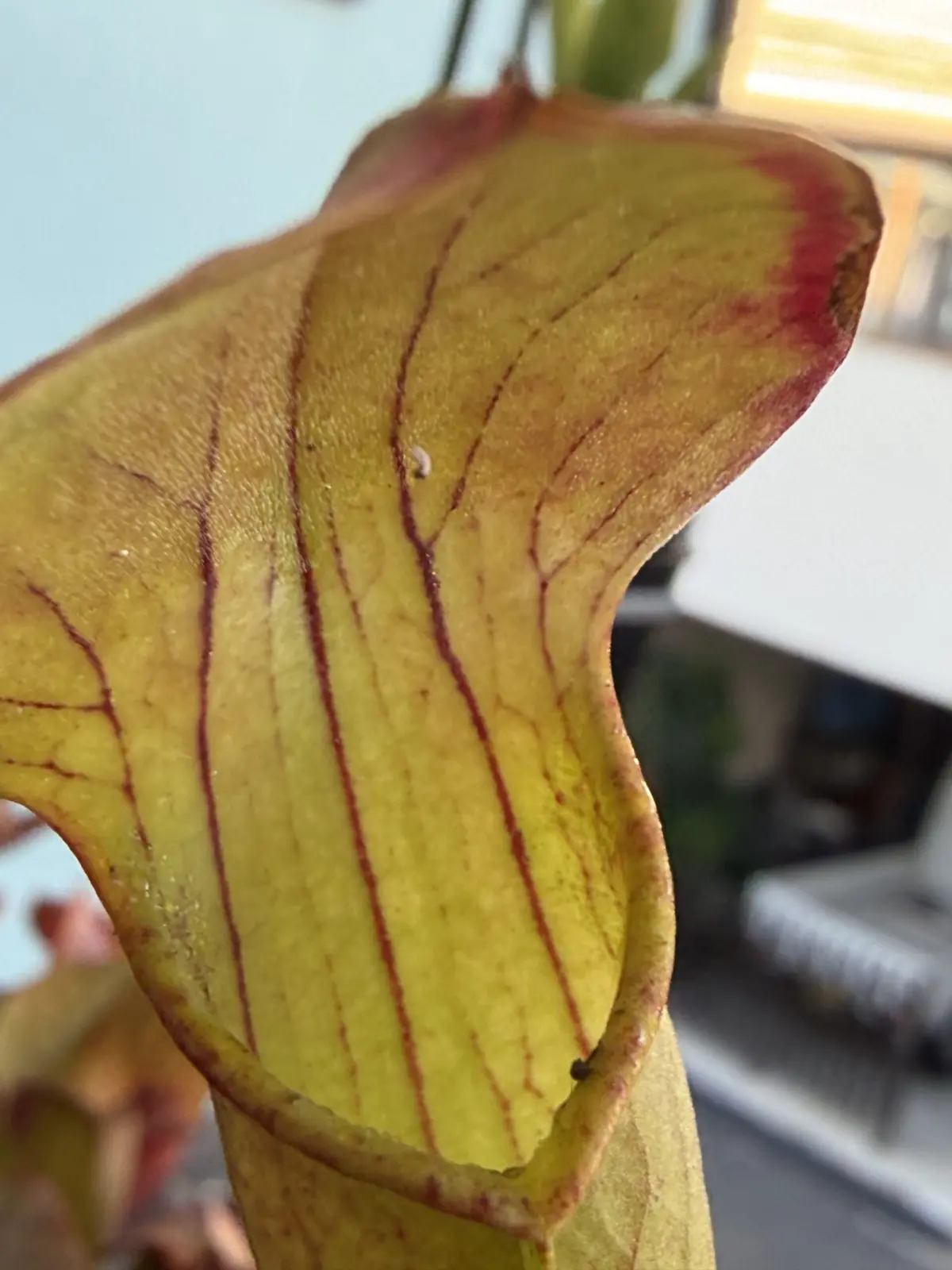 サラセニア アラータ バー アラータ