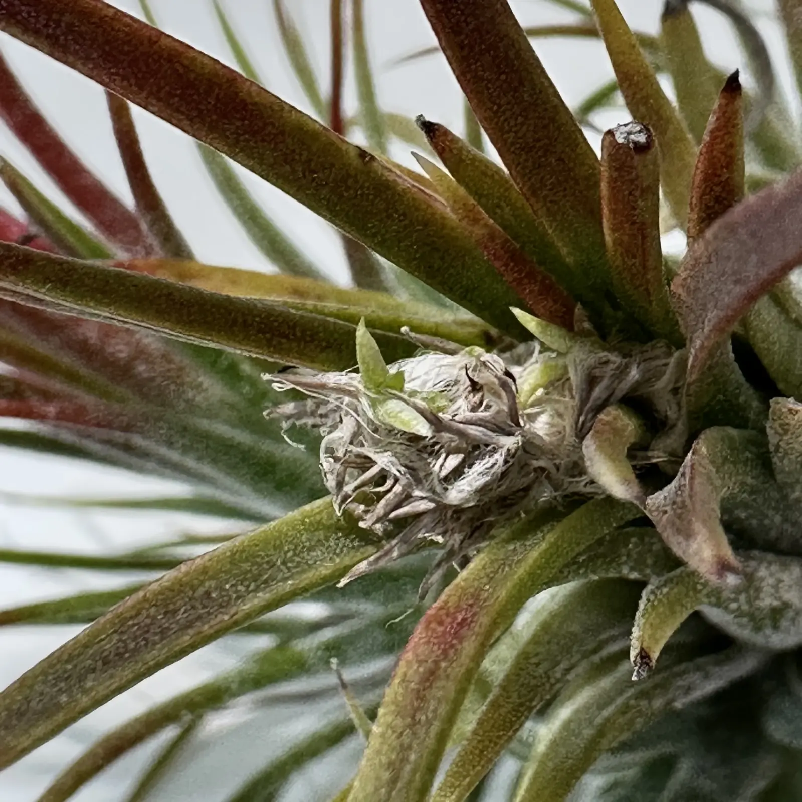 ティランジア　イオナンタ　フエゴ　実生