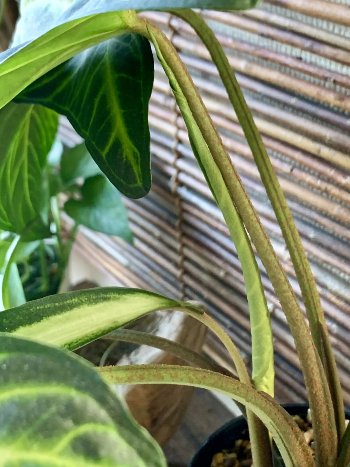 キサントソーマ リンデニー