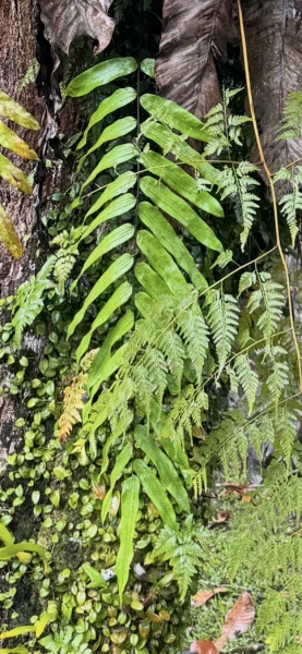 ゴニオフレビウム　スバウリキュラータム　ボルネオ　自生地　ポーリン温泉