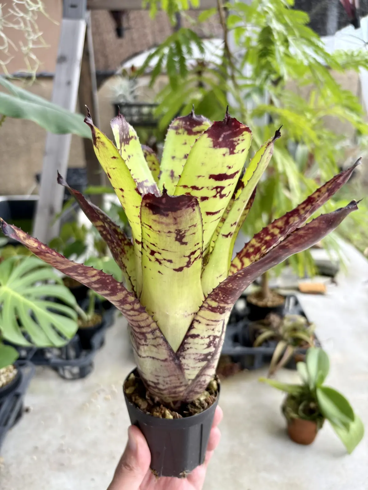 ネオレゲリア　クリサリス