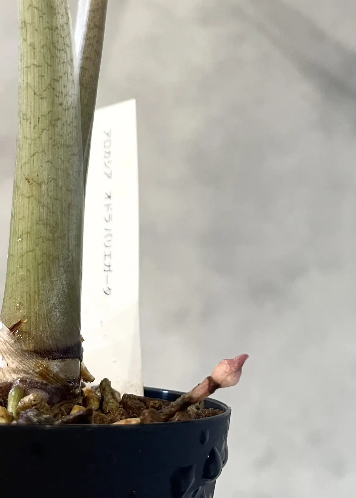 アロカシア　オドラ　バリエガータ　芋