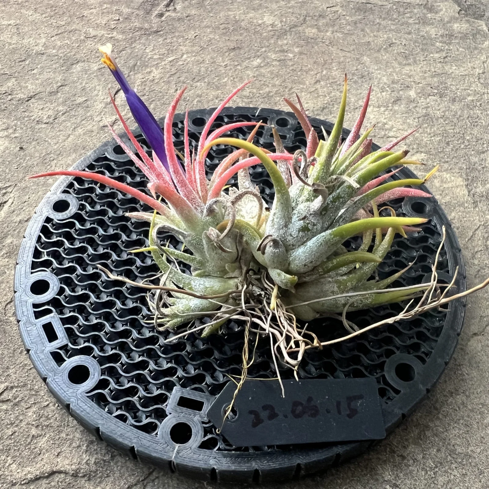 イオナンタ フロムハワイ
