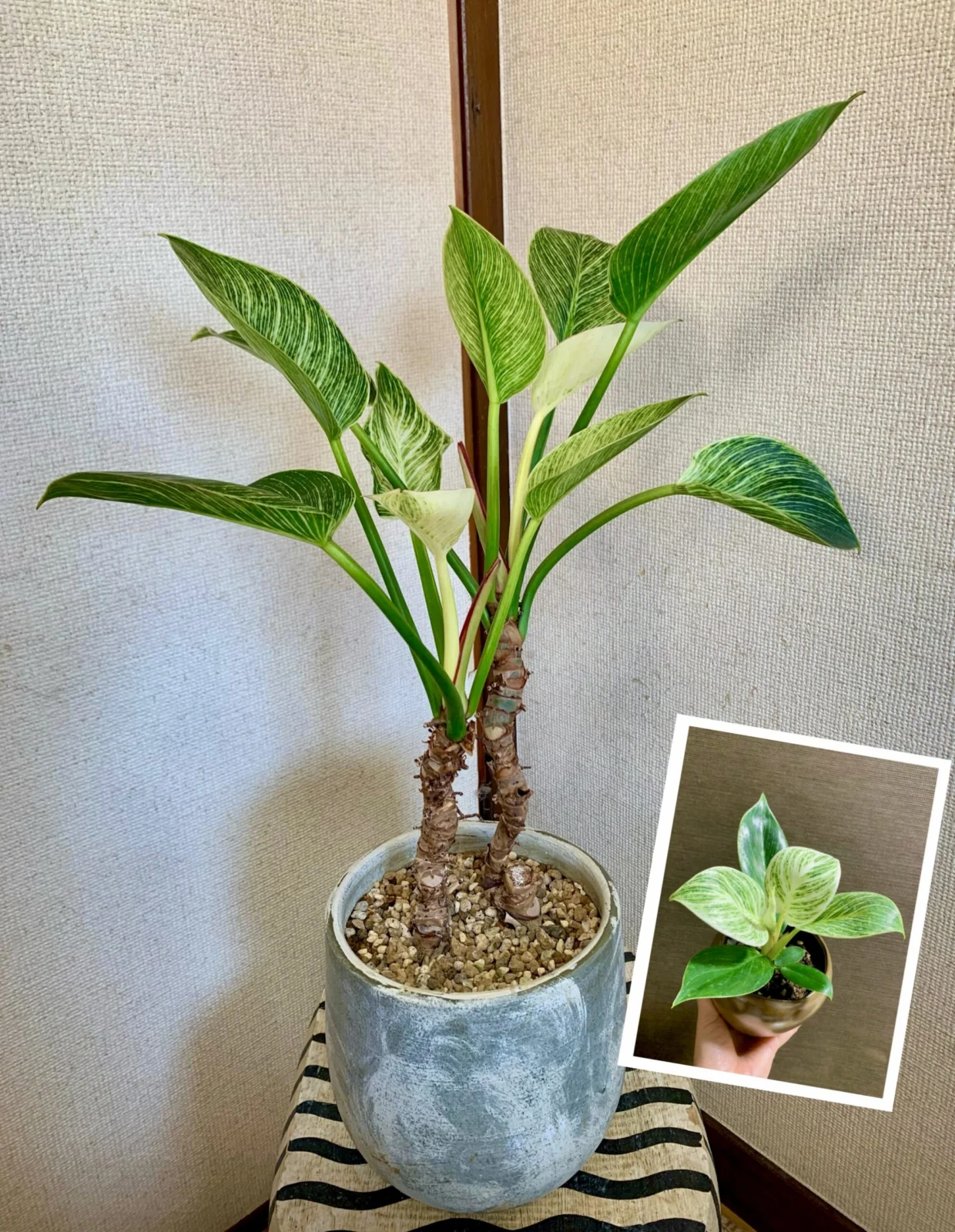 フィロデンドロン バーキン