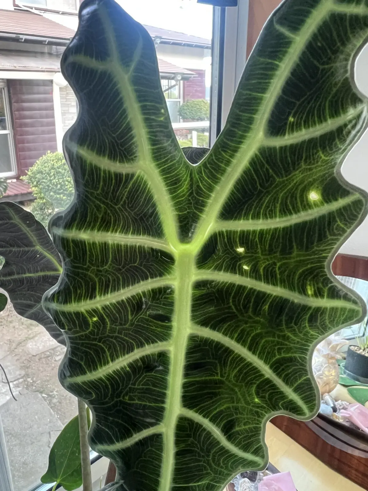 アロカシア アマゾニカ