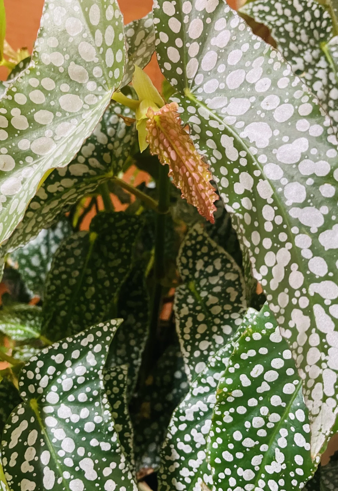 ベゴニア　ホワイトアイス　新葉