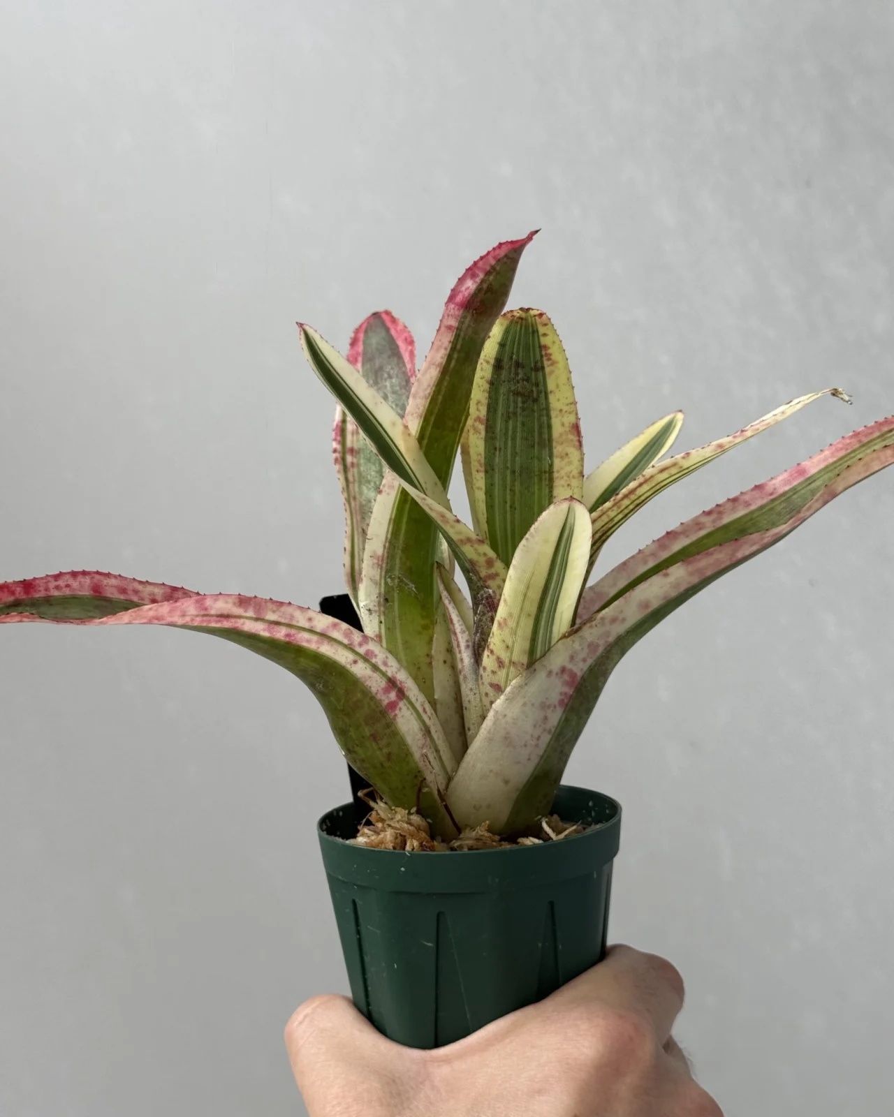 ネオレゲリア アラエア