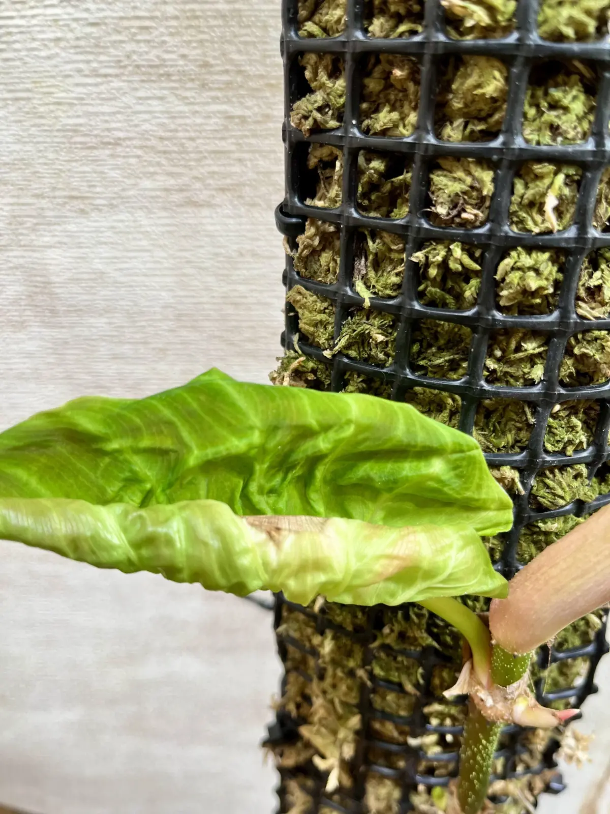 フィロデンドロン　ベルコーサム’Fantasy’ 新葉腐り入る