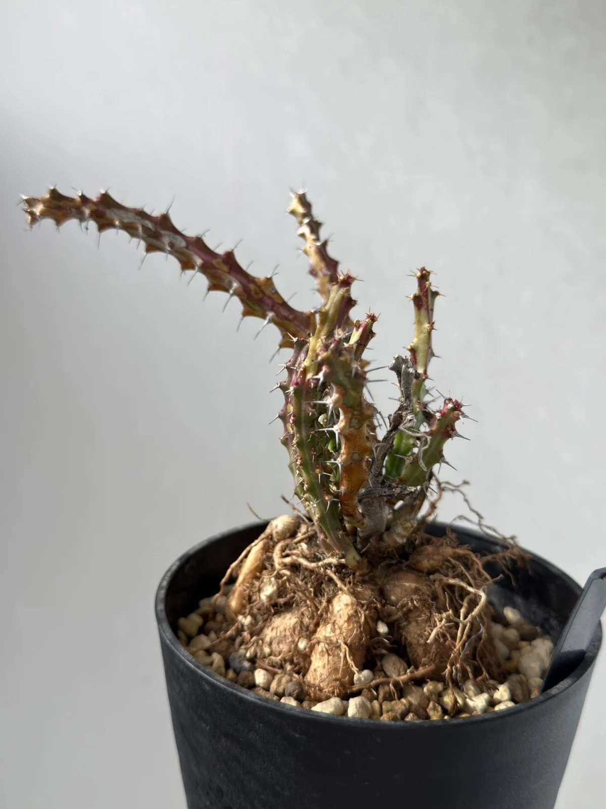 ユーフォルビア クンチー