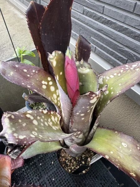 ビルベルギア　アラカイ　花