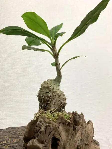 ミルメコディア ツベローサ