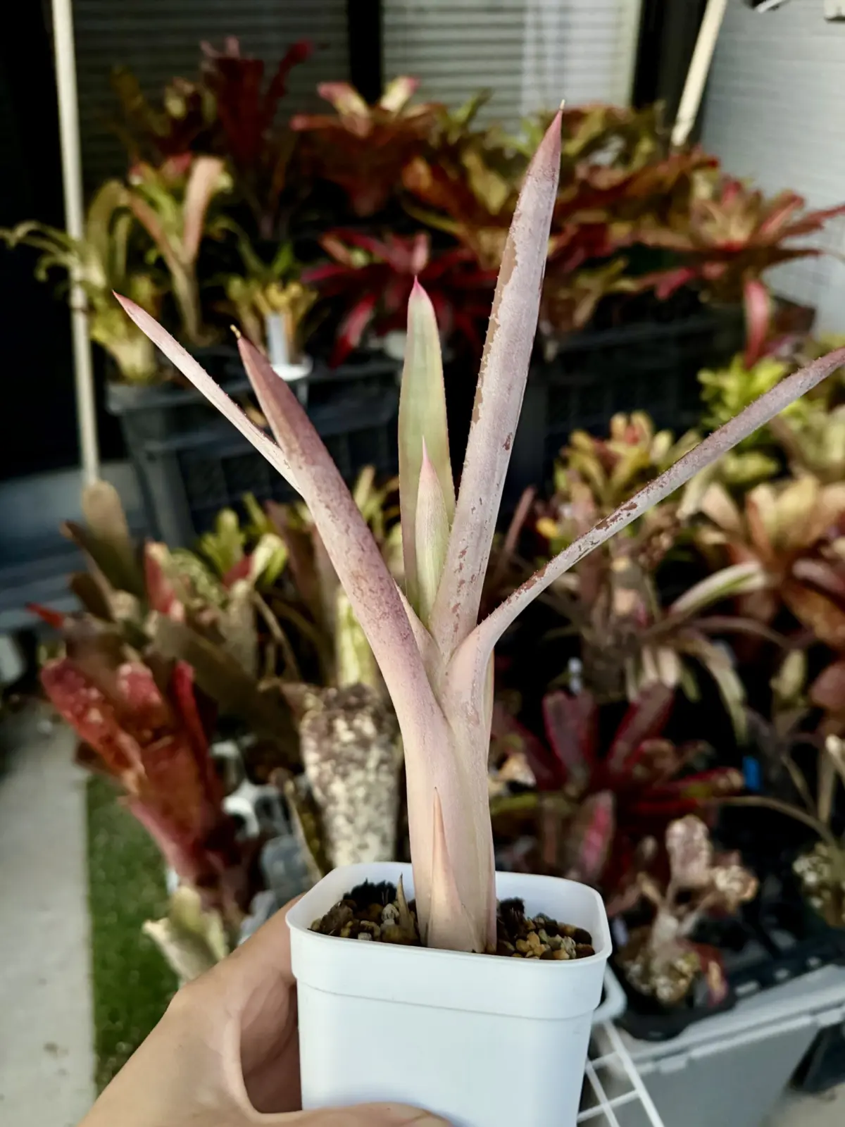 ネオレゲリア　バヒアナ