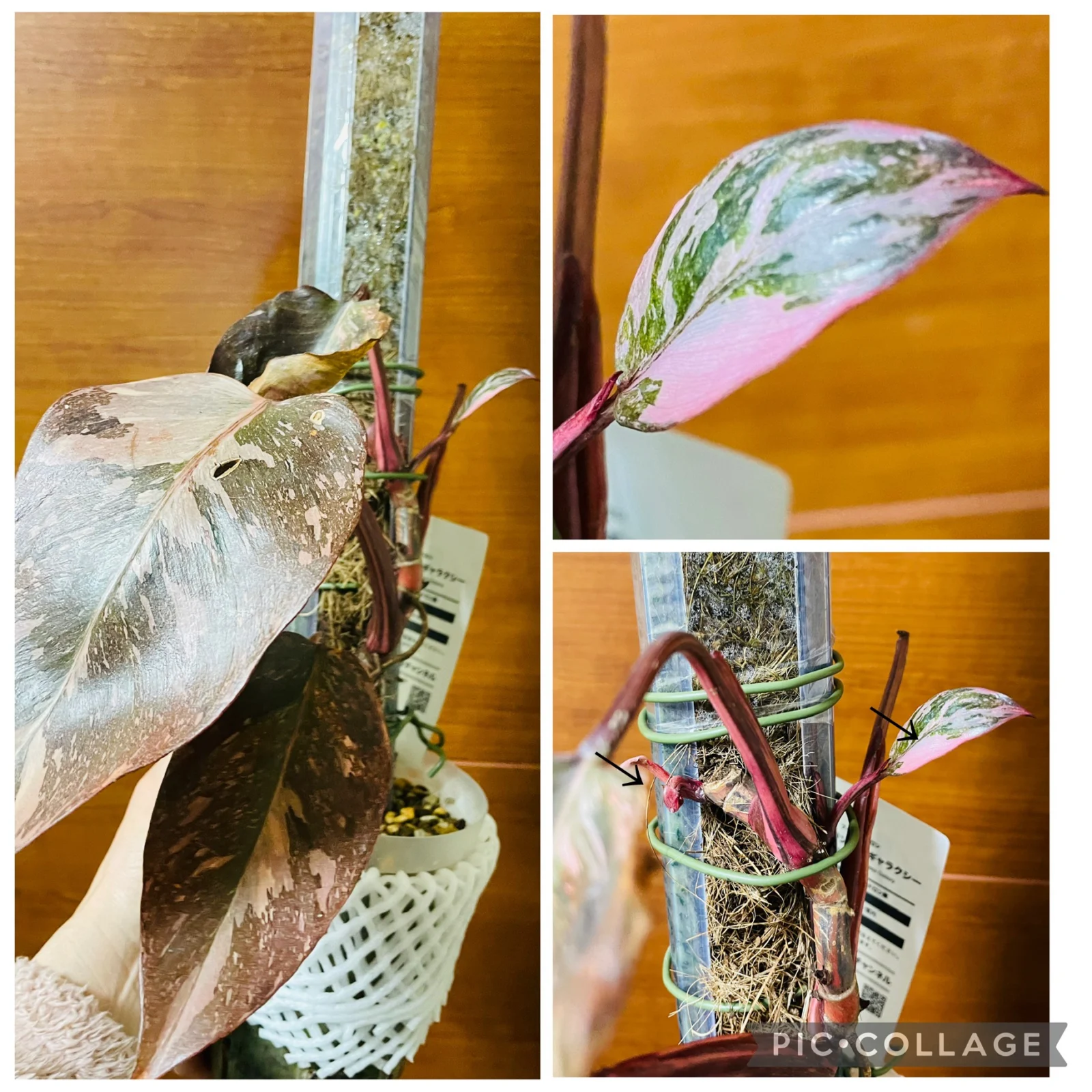 フィロデンドロン　ピンクプリンセス　ギャラクシー　新芽小さい