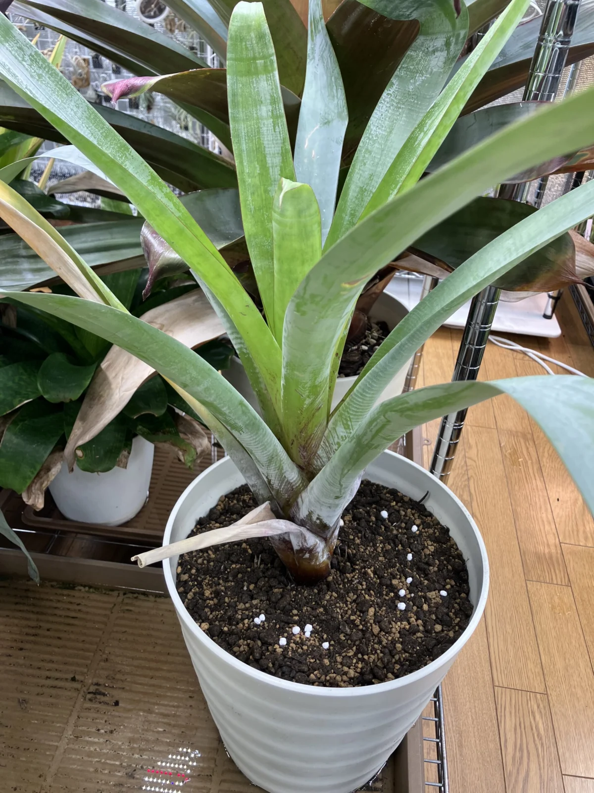 アルカンタレア オドラータ