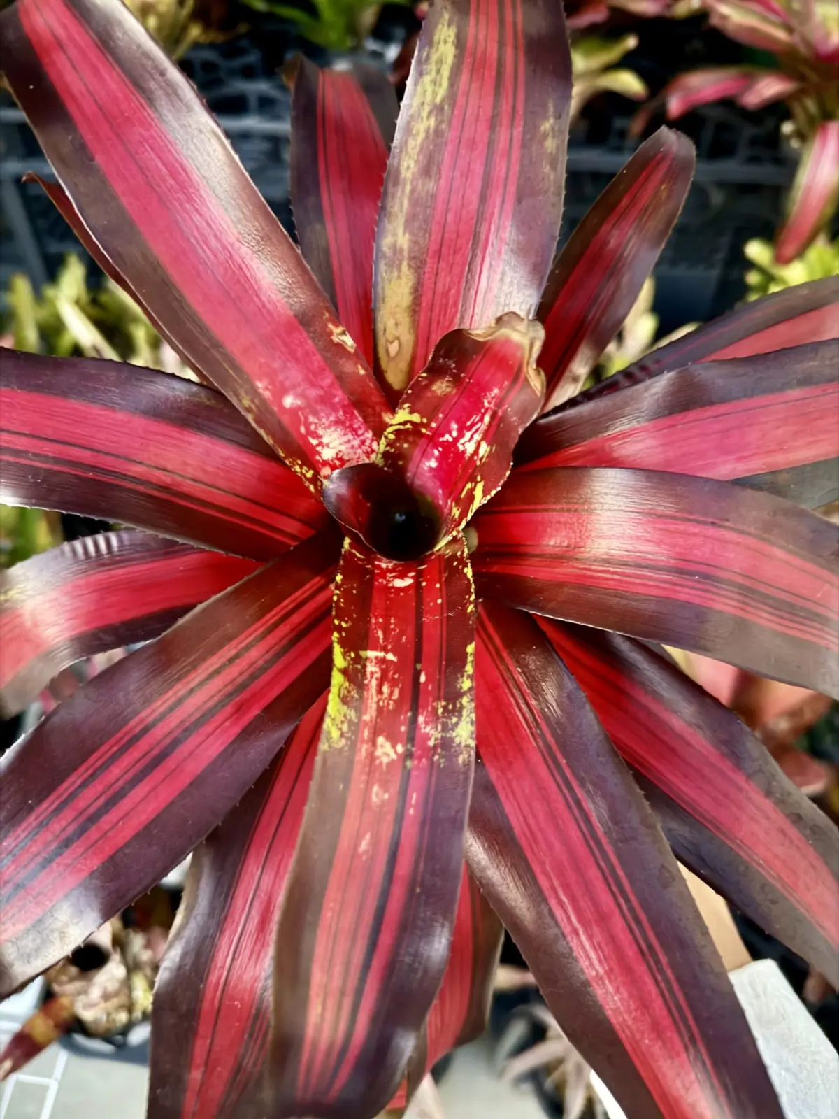 ネオレゲリア　ペミエント