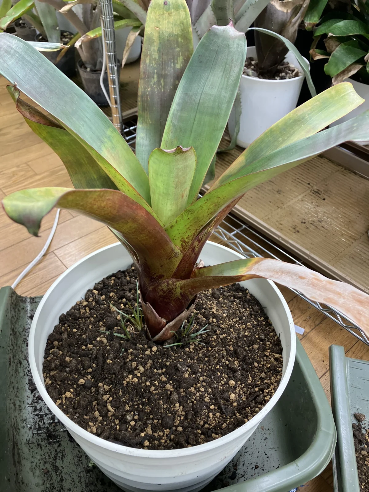 アルカンタレア インペリアリス ルブラ