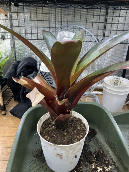 フリーカンタレア　メルロー