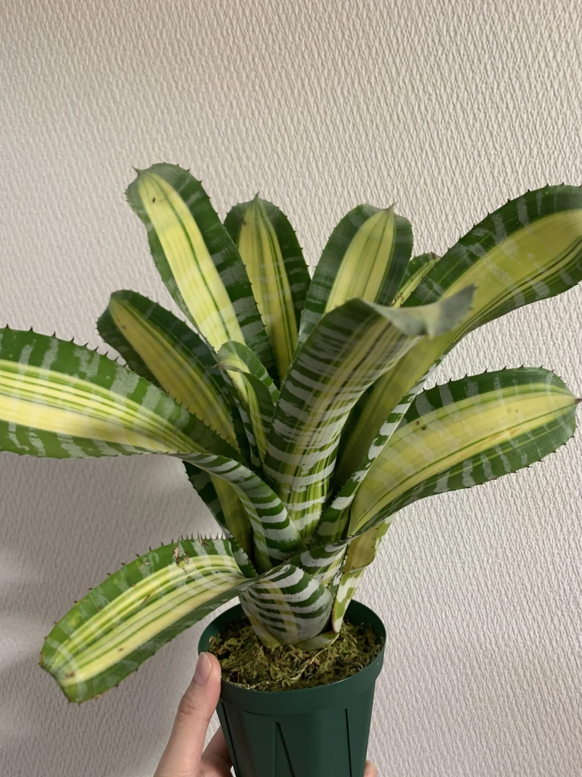 エクメア　チャンティニー