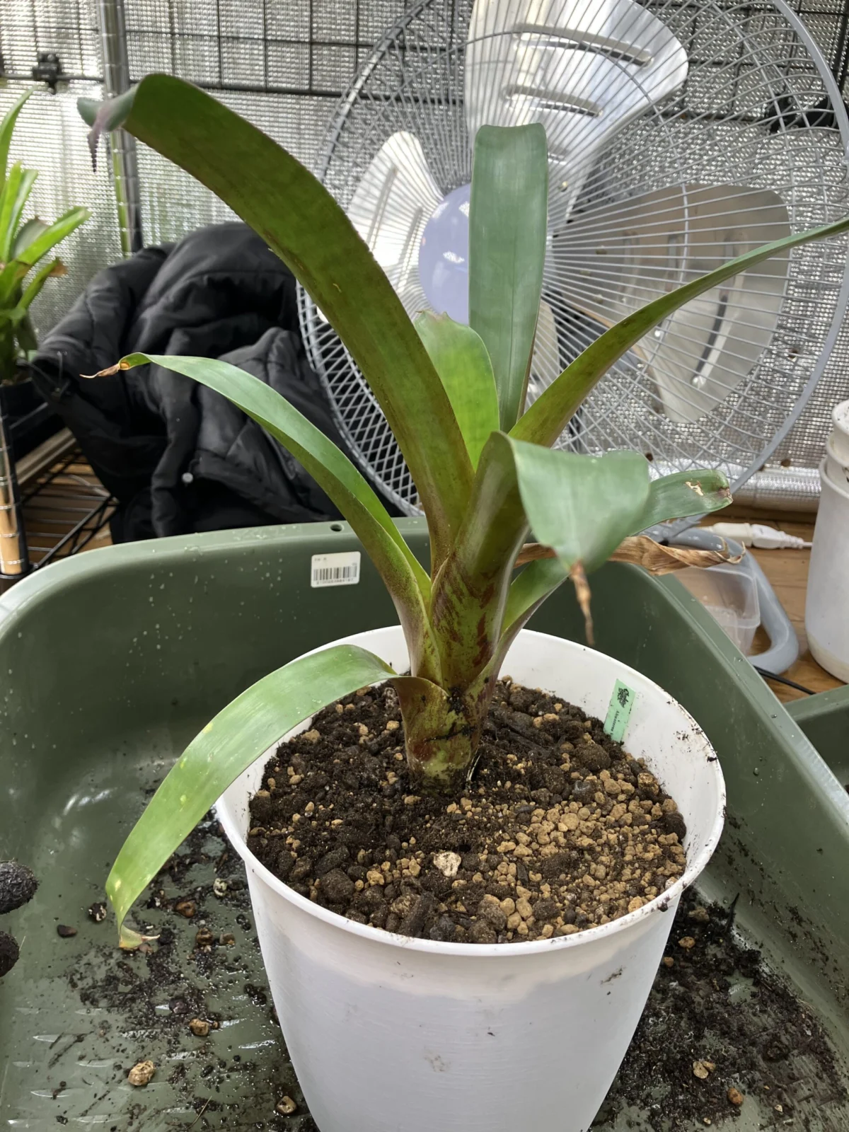 アルカンタレア ボルケーノミスト