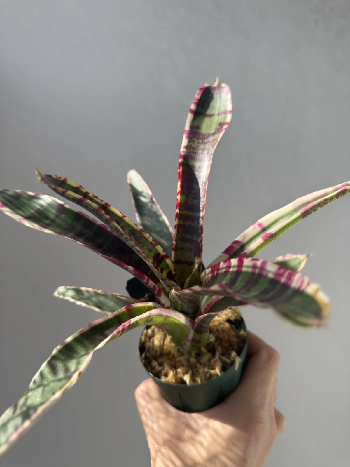 ネオレゲリア キュリオ