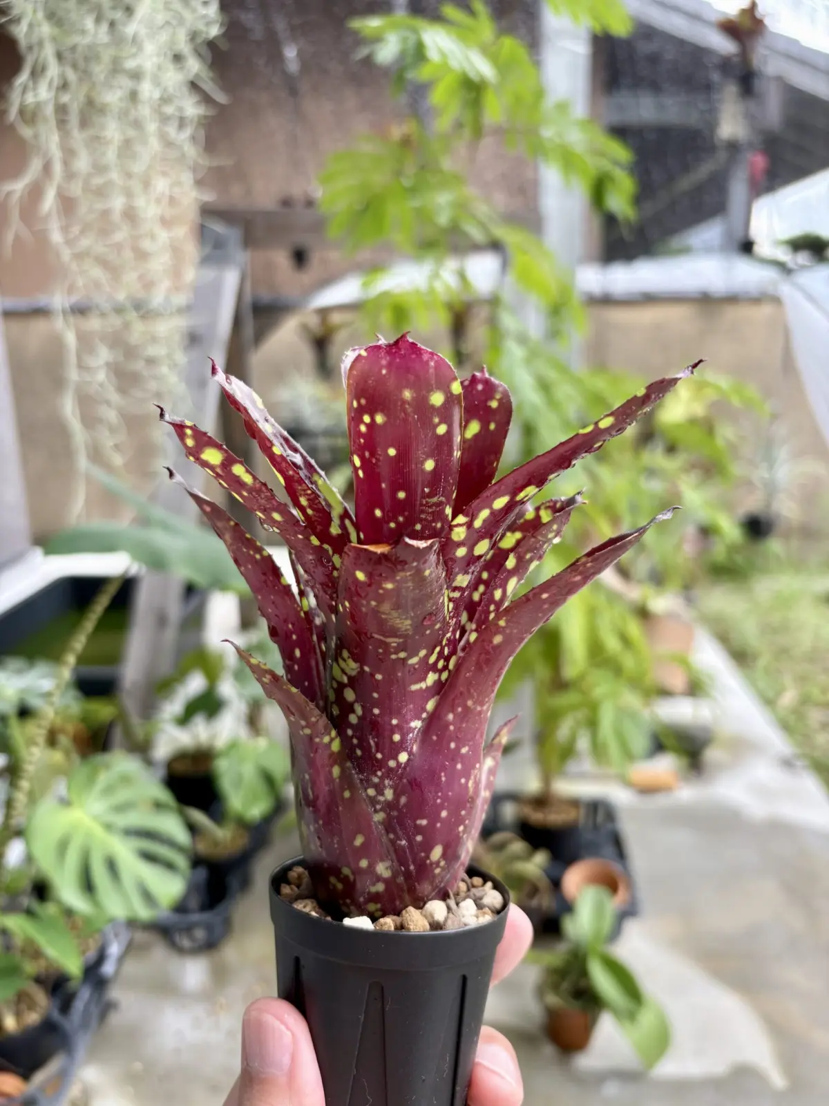 ネオレゲリア　ドミノ