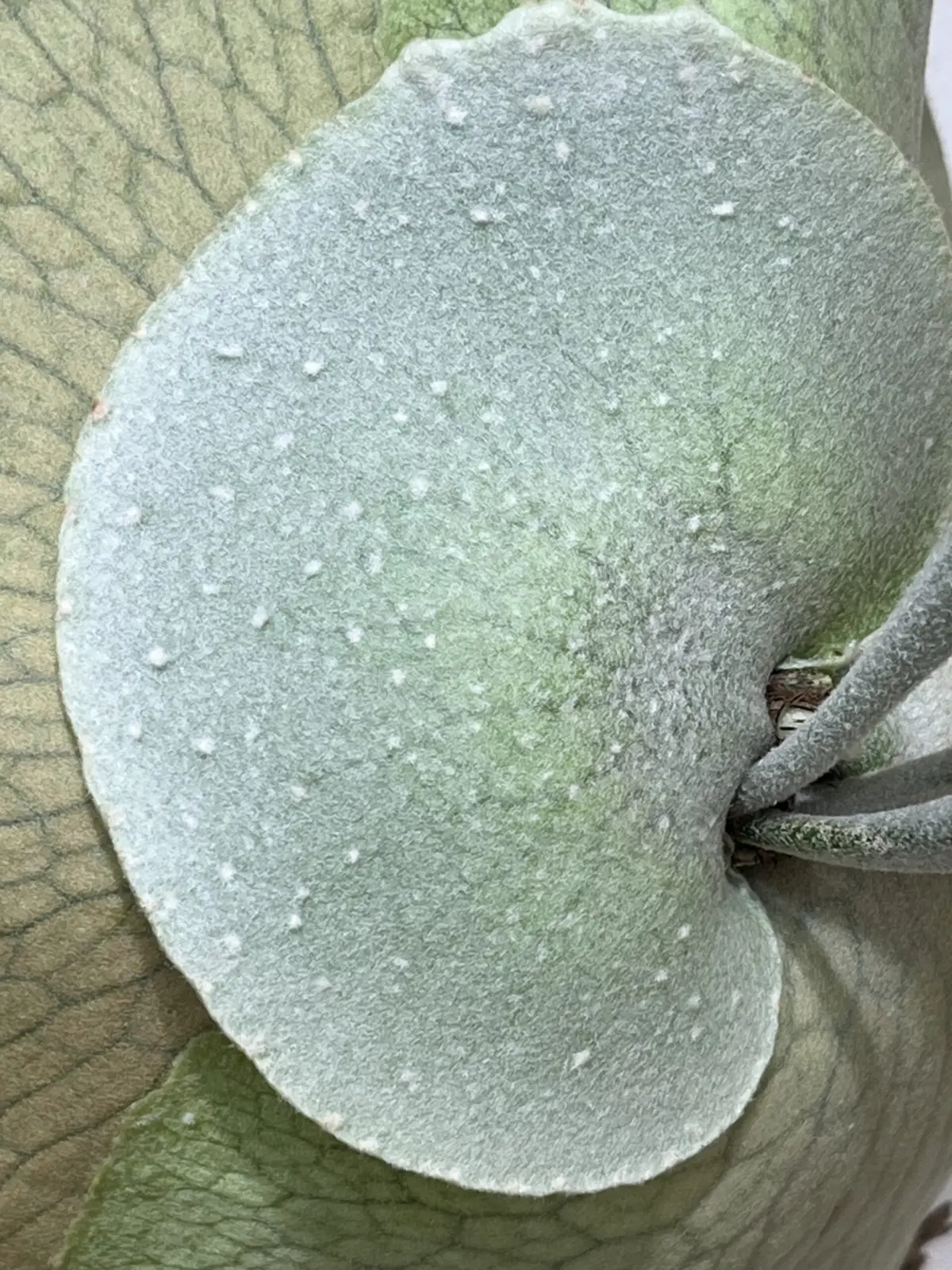 ビガクシダ ベイチー 星状毛 毛玉